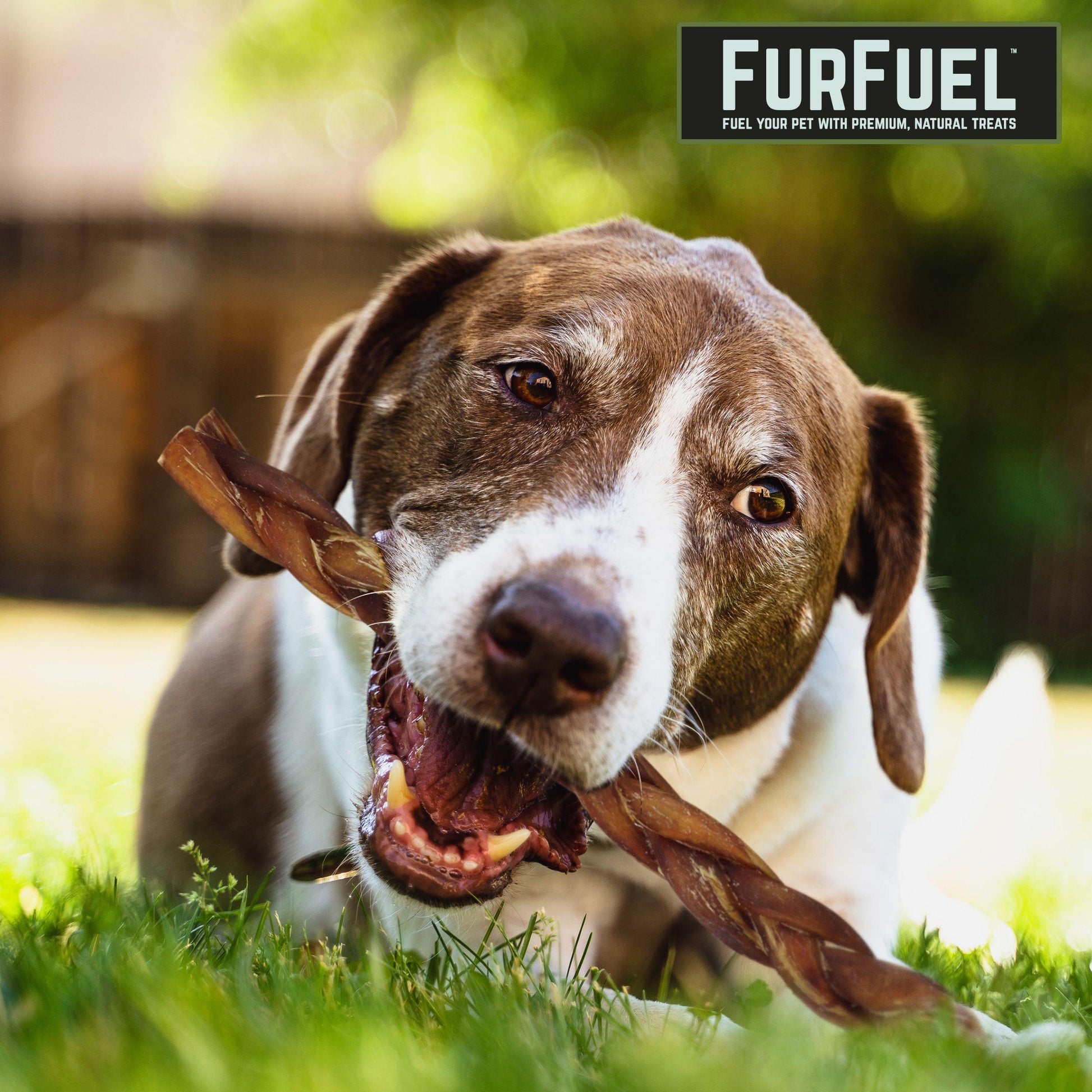 FurFuel Braided Bully Sticks, 12" Large Braids for Dogs 50-100+ lbs. - FurFuel