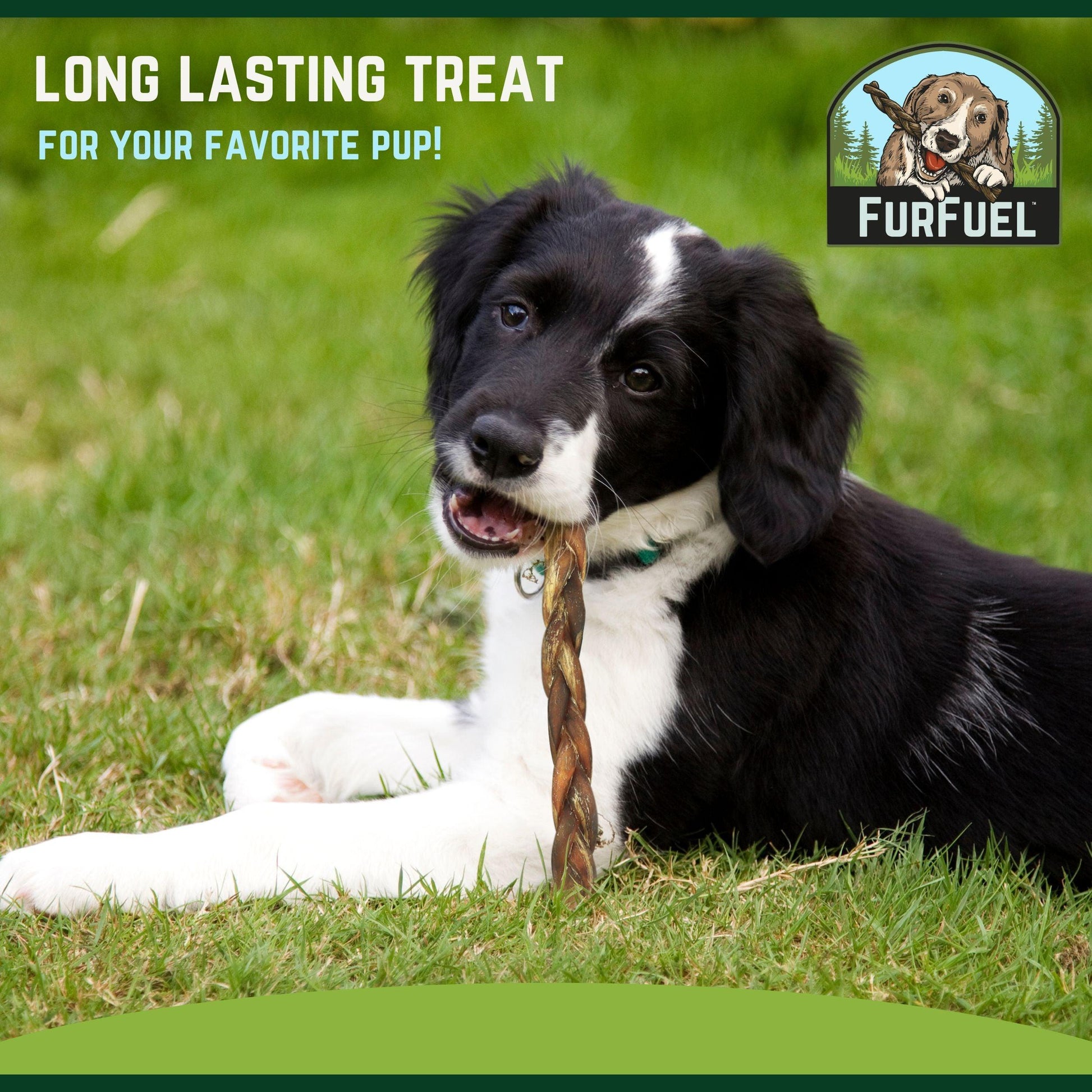 FurFuel Braided Bully Sticks, 6" Medium Braids for Dogs 30-70 lbs. - FurFuel